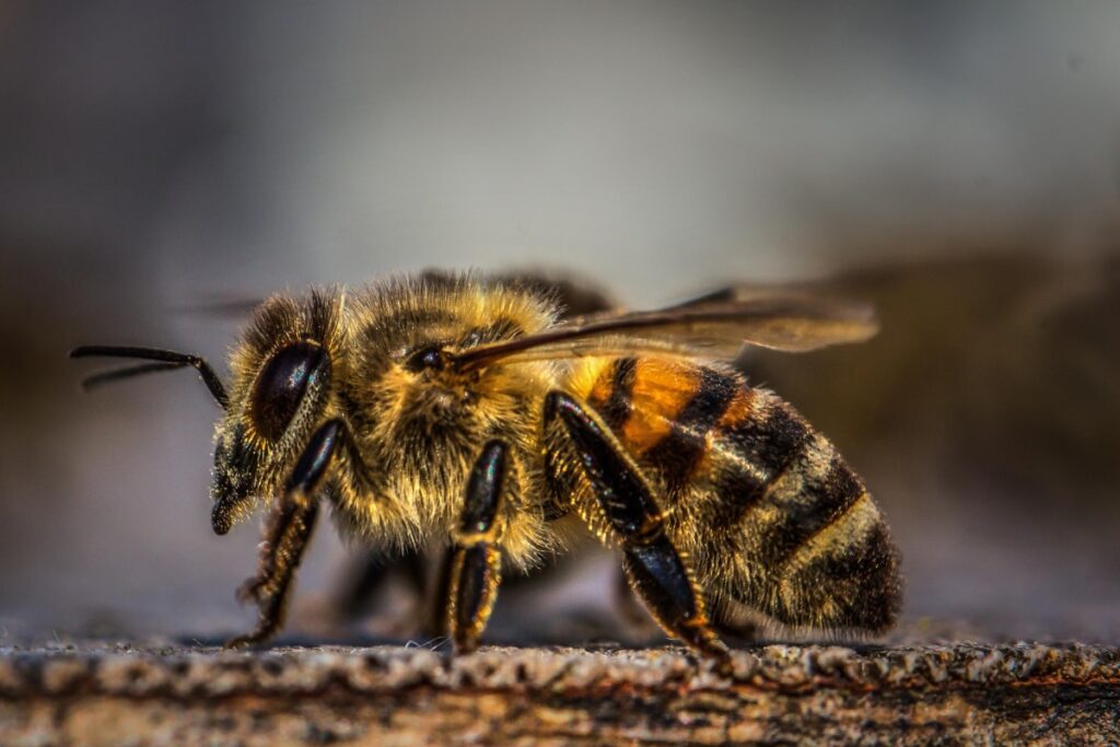 Himachal Pradesh: Over 80 Injured After Being Attacked by Swarm of Bees