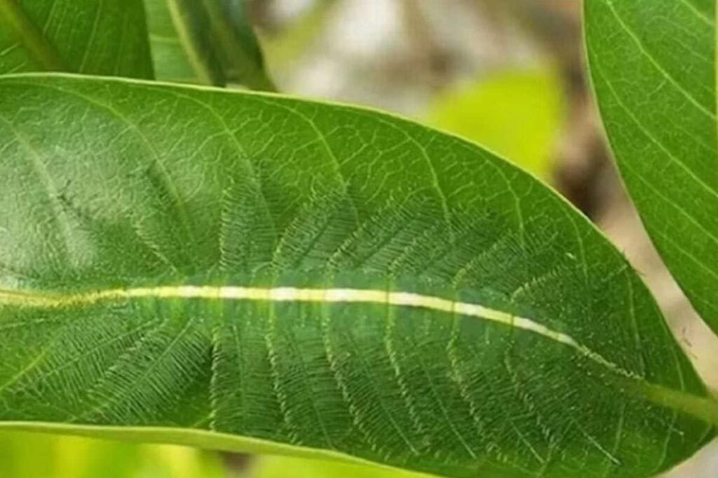 Optical Illusion: Can You Spot The Hidden Caterpillar In 7 Seconds?