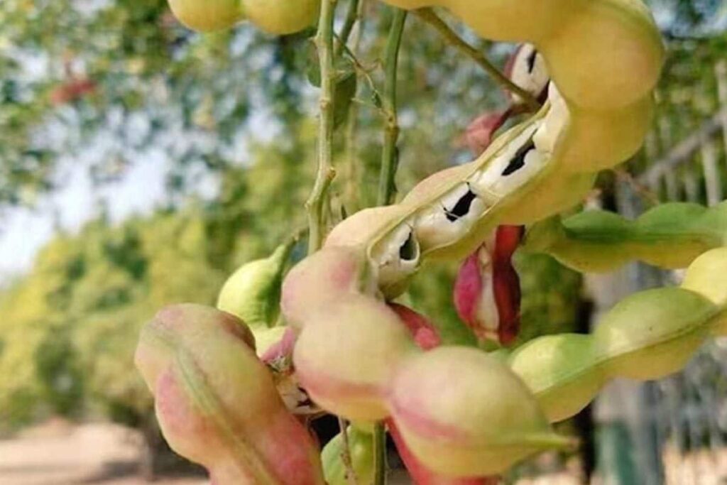 Boosting Immunity To Improving Digestion, Health Benefits Of Jungle Jalebi