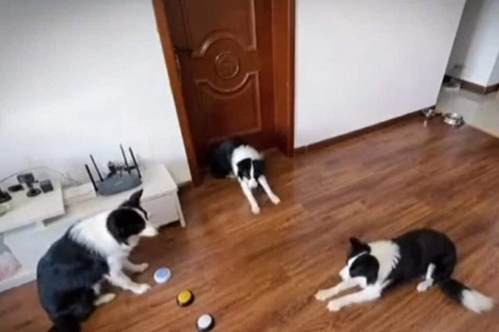 Hands Up, Turn Around, Lie Down-- These Dogs Can Do All And We Think It's Cute