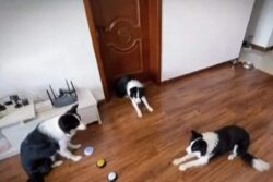 Hands Up, Turn Around, Lie Down-- These Dogs Can Do All And We Think It's Cute