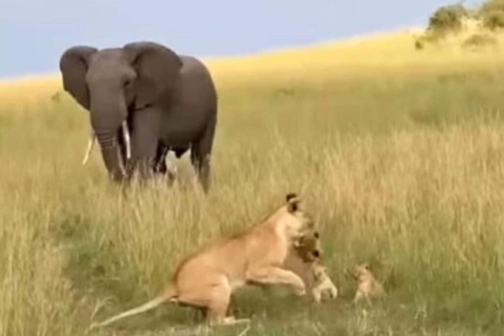 Watch: Elephant Charges At Lioness While She Was Playing With Her Cubs
