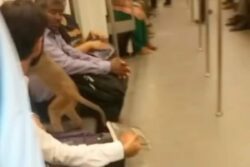 Old Video Goes Viral: Monkey Travels With Delhiites In Metro