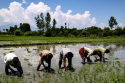 Monsoon Discontent: One-Third of India May Face A Dry Season Despite Excessive Rainfall in Northwest