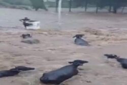 Heavy Rains Wreak Havoc in Gujarat As Cars, Cattle Swept Away; Junagadh Worst Hit | WATCH