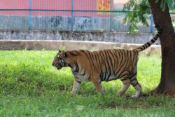 Study Slams Bangladesh Govt’s Claims, Nation Remain Major Hub for Tiger Poaching