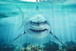 'Felt My Leg Going Numb but Kept Pedalling': US National Survives Deadly Shark Attack Near Galapagos Islands