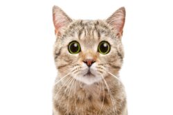 6 Ways To Protect Your Pet's Immune System in the Monsoon