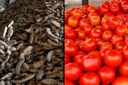 Tamarind Demand Surges Amid Tomato Crisis in India, Prices Reach All-Time High