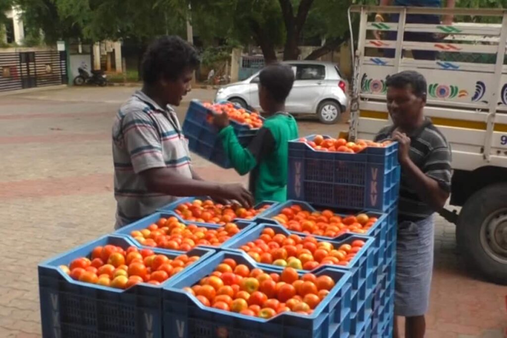 Cheaper Tomatoes Ahead! Big Step By Centre Govt; Here's How Rates Will Be Controlled