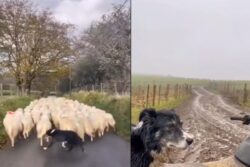 This Video Of Sheepdog At Work Is Tutorial On Management
