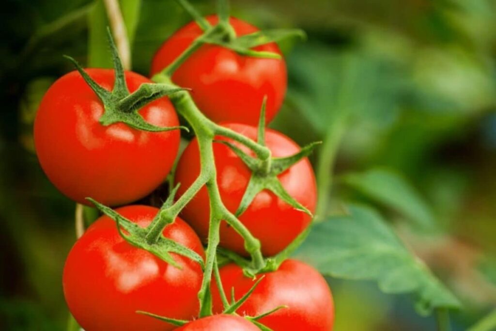 'Tomato Theft' Becomes New Scare Among Indians As Daily Staple Goes Missing From Kitchens