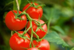 Tamil Nadu: How Businesses & Politicians Are Using Tomatoes Amid Sky-high Prices to Attract People