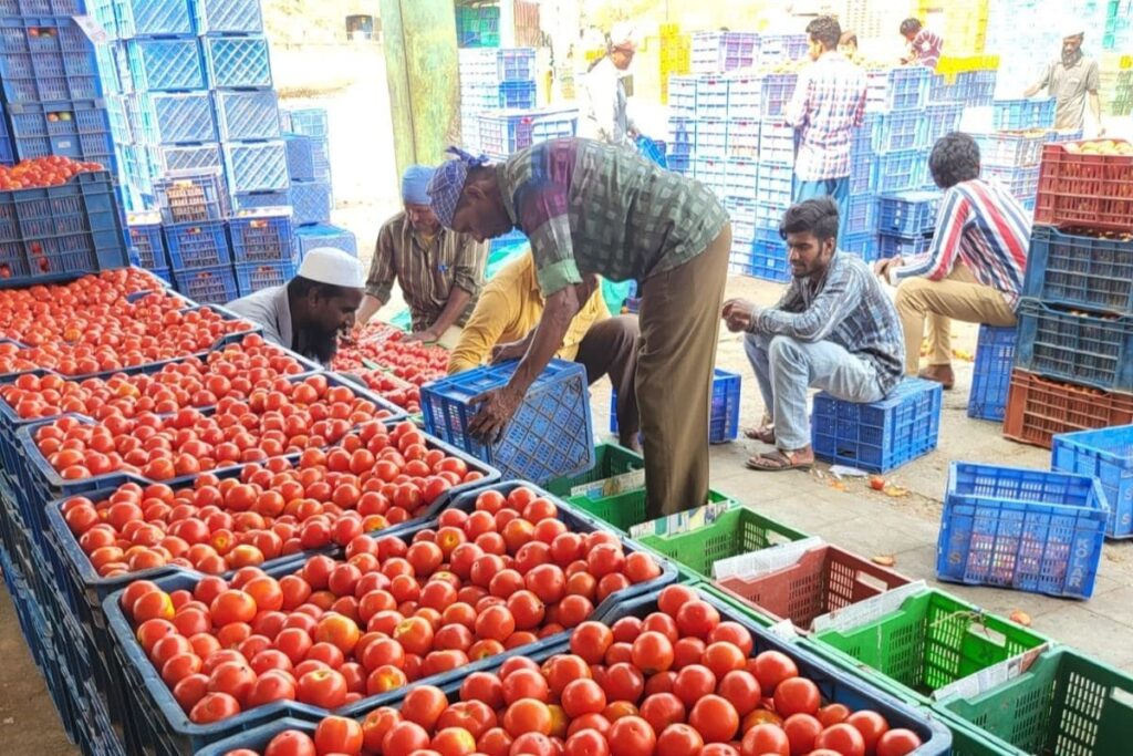 Costing More Than a Litre of Petrol, Why Tomato Prices are at All-Time High | Kolar Ground Report