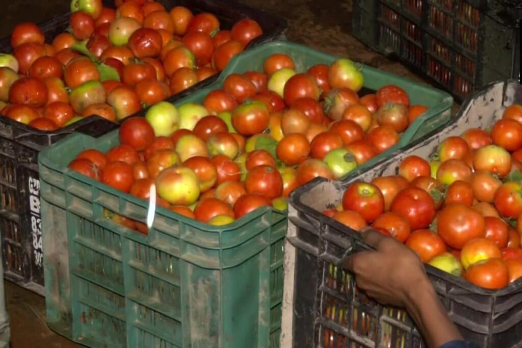 Bengaluru: Couple Hijacks Truck Carrying 2.5 Tonne Tomatoes By Faking Accident; Arrested
