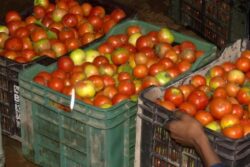 Bengaluru: Couple Hijacks Truck Carrying 2.5 Tonne Tomatoes By Faking Accident; Arrested