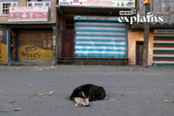 Chhattisgarh HC Awards Rs 6.5L Compensation for Stray Dog Attack Victim: Some Systemic Solutions