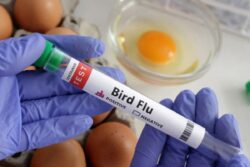 Bird Flu Might Adapt to Humans 'More Easily', Warns WHO