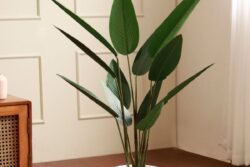 Elevate Your Home's Ambiance with These 6 Enchanting Decor Plants