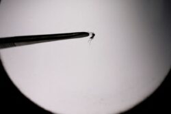 ‘Bleeding, Drop in Platelet Count, Death’: Higher Temperatures Make Dengue Virus More Lethal