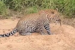 Uttarakhand: Woman Mauled to Death by Leopard in Champawat