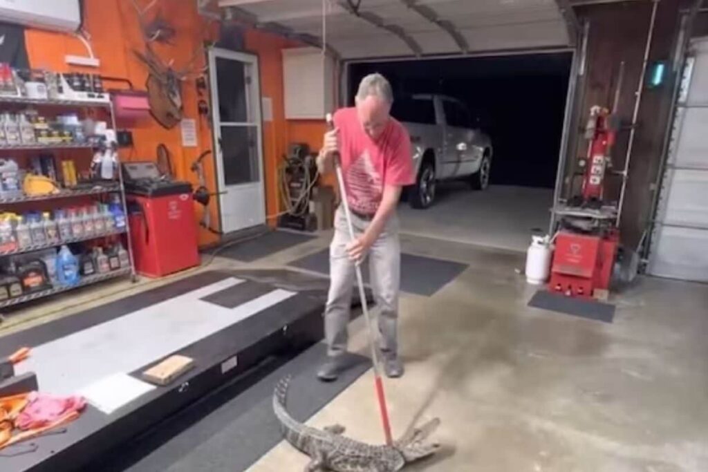 Shocking: 5-foot-long Alligator Makes Way Inside Home Through Dog Door