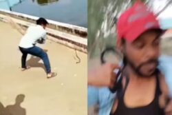 Video Of Snake Mistakenly Thrown At Man Leaves Internet In Splits