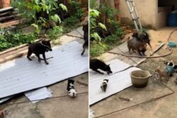 Group Of Dogs Fight A Snake To Protect Their Pups; Watch Who Wins In The End