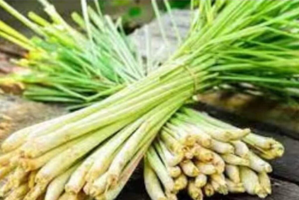 Lemon Grass Farming: What It Is And How Much You Can Earn From It