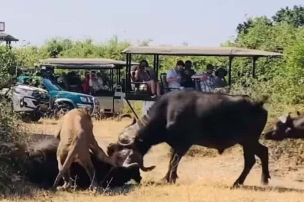 Watch: Lion Hunts A Buffalo, Is About To Feast On It, And Then…