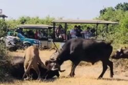 Watch: Lion Hunts A Buffalo, Is About To Feast On It, And Then…