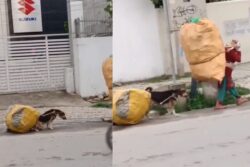 Viral Video Of Dog Helping Woman Carry Scrap Bag Divides Internet