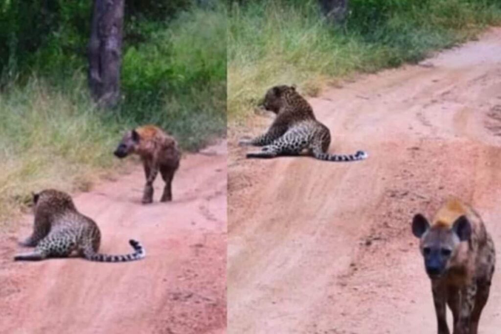 Watch: Hyena And Leopard's Funny Encounter Is Viral