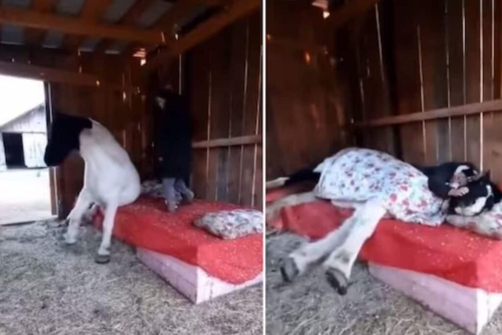 Watch: Woman Puts Farm Horse To Bed With Blanket And Pillow And It's Too Cute To Miss