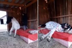 Watch: Woman Puts Farm Horse To Bed With Blanket And Pillow And It's Too Cute To Miss