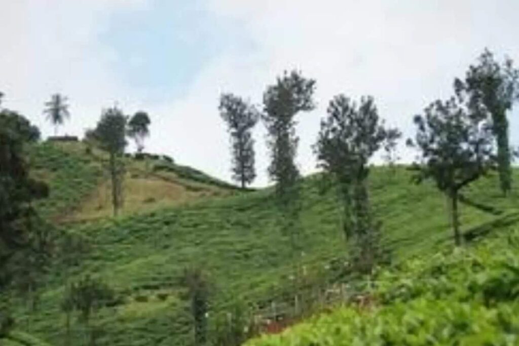 Here's How Chikmagalur's Famous Coffee Reaches Your Cup