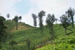 Here's How Chikmagalur's Famous Coffee Reaches Your Cup