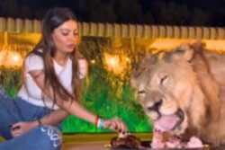 Video Of Woman Eating Food From Same Plate As Lion Will Send Chills Down Your Spine