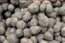 Banned Vegetable From Pilibhit Forest Costs More Than Mutton