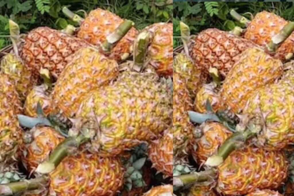 This Indian State Sells Pineapple At Just Rs 5 To Rs 10; Can You Guess The Name?