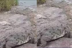 Nine Feet Long Crocodile Captured From A Farm In Telangana