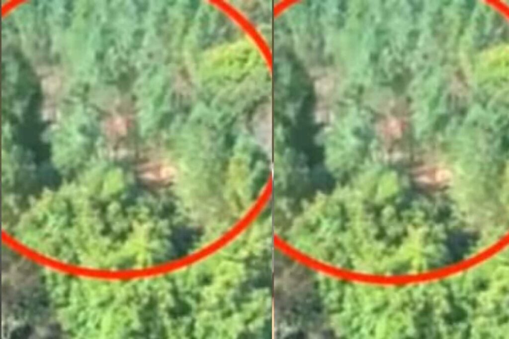 Can Trees Move On Their Own? Viral Video Sparks Debate