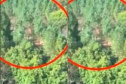 Can Trees Move On Their Own? Viral Video Sparks Debate