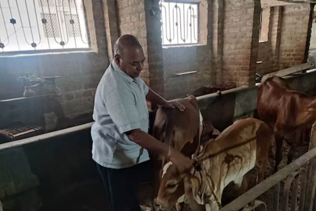 When Bulls Used To Be Be Named After Deceased Brothers And Sons In Bikaner