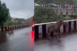 Nothing To See Here, Just A Lion Casually Strolling On A Busy Road