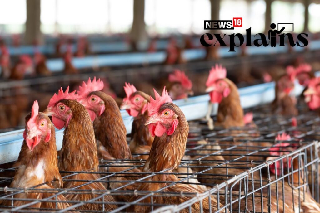 Everyone Knows Caging Hens for Eggs is Bad. Why Do US Republicans Want to 'Reverse This'?