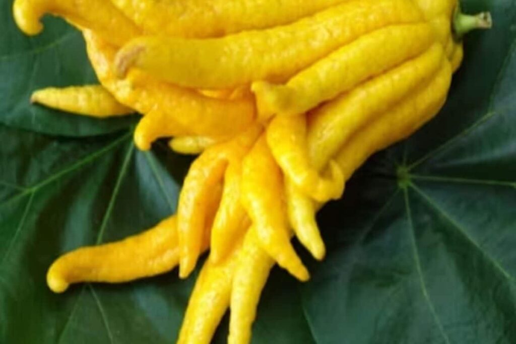 Ancient Remedy To Modern Marvel, The Many Health Benefits Of Buddha's Hand