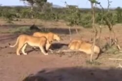 Watch: Lioness Protects Her Cubs And Territory From Nomadic Lions