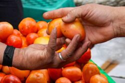 68% Houses Reduce Tomato Consumption Amid Price Hike, 14% Stop Buying: Report