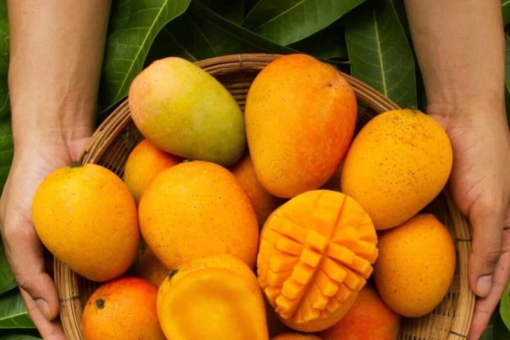 'From India To Your Heart': National Mango Day 2023 Celebrates King Of Fruits